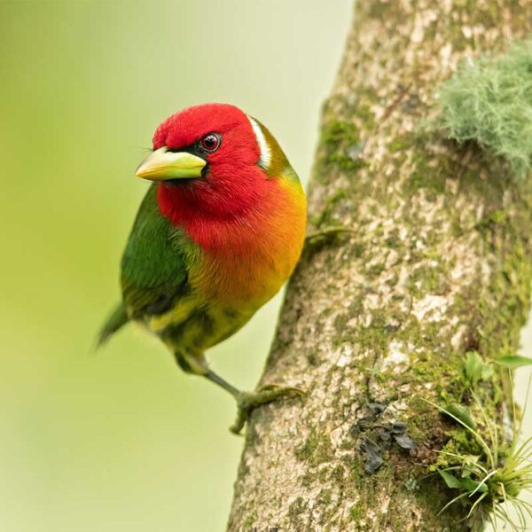 Observación de Aves en Ciudad de Panamá - Imagen 2
