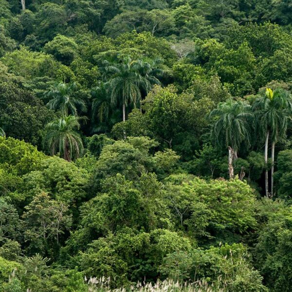 Aventura Natural: Cascada Oculta en la Selva Tropical - Imagen 2