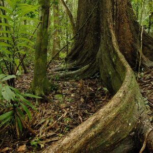 Aventura en el Parque Nacional Chagres