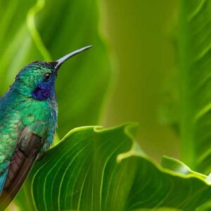 Observación de Aves en Ciudad de Panamá