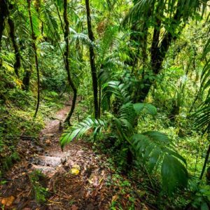 Aventura Natural: Cascada Oculta en la Selva Tropical