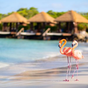 Lujo Caribeño en Aruba
