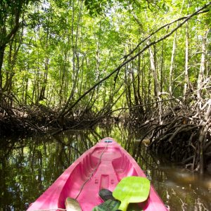Kayak por los Manglares del Golfo de Montijo