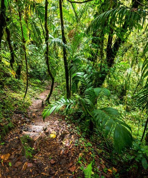 tour-aventura-selva-tropical-pic tour-aventura-selva-tropical-pic
